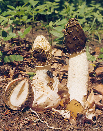 Sromotnik bezwstydny