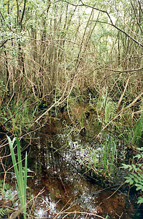 Struktura zaroli wierzbowych