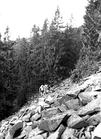 Rezerwat "Lubo Wielki"