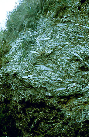 Krysztay gipsu w wychodniach skalnych