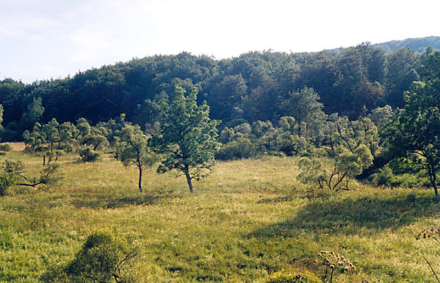 Rezerwat "rdliska Jasioki"