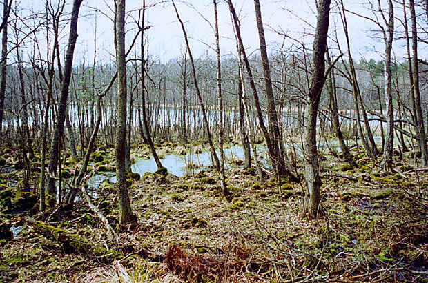 Ols nad Jez. Mielnica