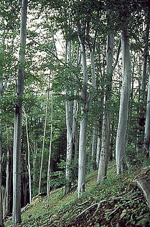 Acydofilna buczyna na Ostrej Grze