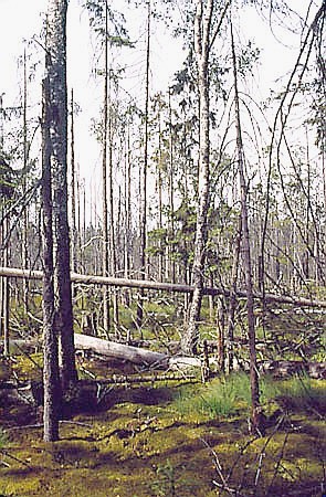 Wielkie Torfowisko Batorowskie