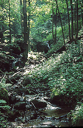 Uroczysko doliny Danczwki pod Rogow Kop