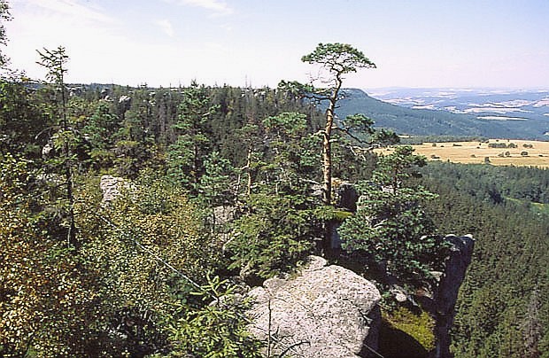 Naskalny br sosnowy na Szczelicu Wielkim