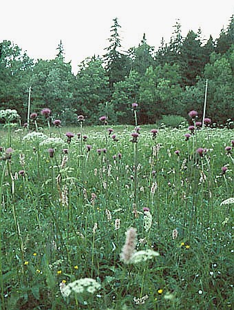 Łąka wilgotna w Karłowie