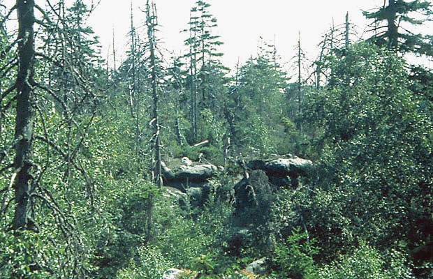 Br naskalny z udziaem kosodrzewiny na Bdnych Skaach