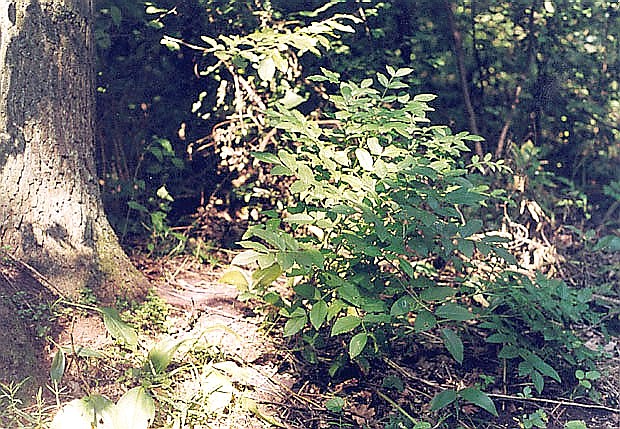 Rezerwat "Grabowiec"