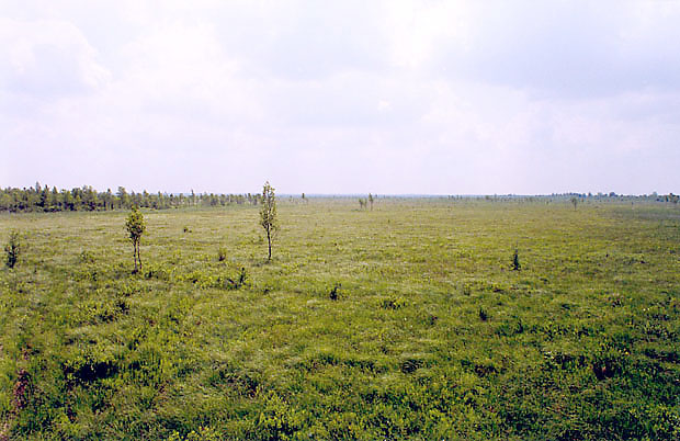 Bagna biebrzaskie - basen poudniowy