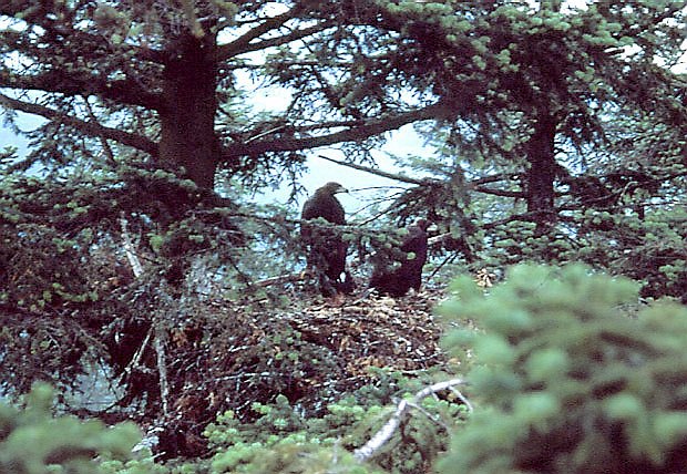 Gniazdo ora przedniego