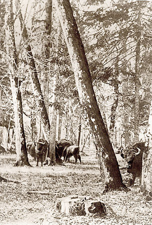 Ok. 1914 r. - ubry w Puszczy Biaowieskiej