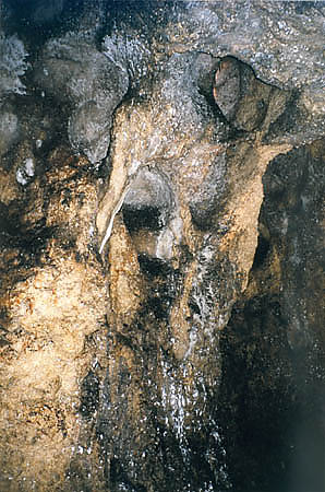 Zalane kalcytem koci niedwiedzia jaskiniowego