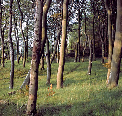 Buczyna storczykowa w WPN