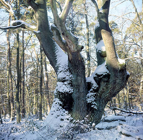 Pomnikowy Dąb Wikingów