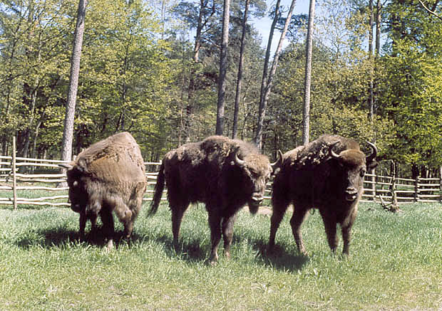 ubry z hodowli w Woliskim PN