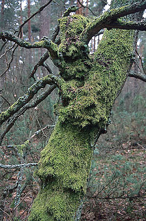 Omszony pie w borze sosnowym