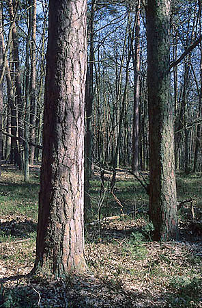 Br sosnowy w rez. ''Nart''