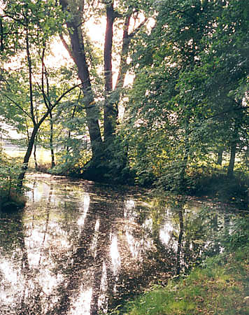 Db nad brzegiem stawu