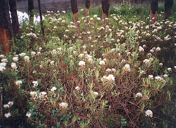 Bagno zwyczajne w borze bagiennym