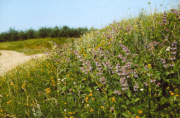 Kwitnca szawia okkowa 