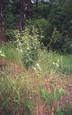Ciemiyk i ostrodka kosmata