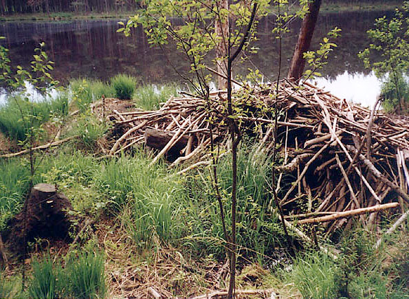 Żeremie bobrowe nad sucharem wschodnim