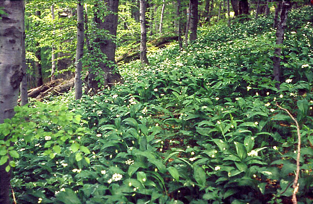 yzny wariant buczyna karpackiej z czosnkiem niedwiedzim