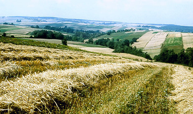 Pofalowany krajobraz rolniczy