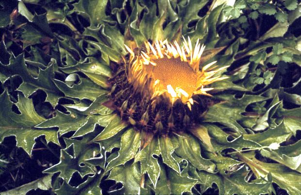 Dziewisi popocholistny