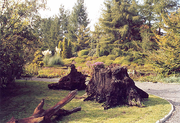 Ogrd Botaniczny w Krakowie - pnie dbw wydobyte z koryta Wisy