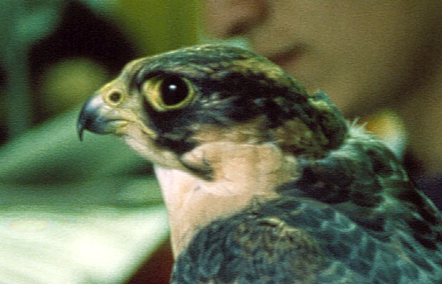 Gowa sokoa wdrownego