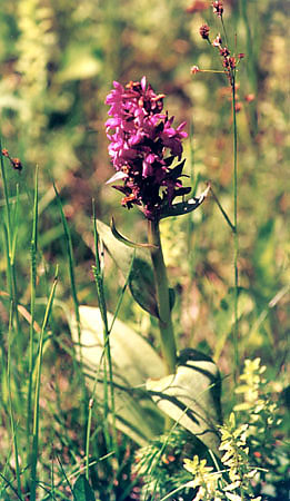 Kukuka (storczyk) szerokolistna