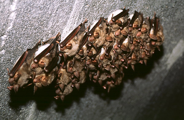 Nocki due pod stropem korytarza