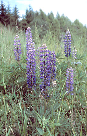 Pasmo Orlika - ubin trway