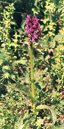 Kukuka (storczyk) plamista