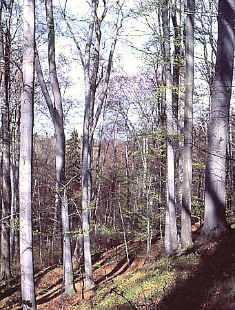 Rezerwat "Muszkowicki las bukowy"