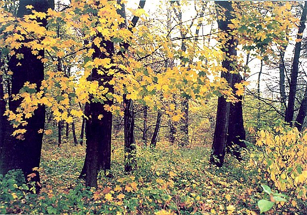 park podworski w Wielkich  Drogach