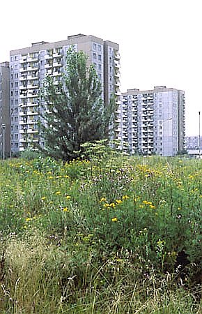 Zaniedbana ziele osiedlowa