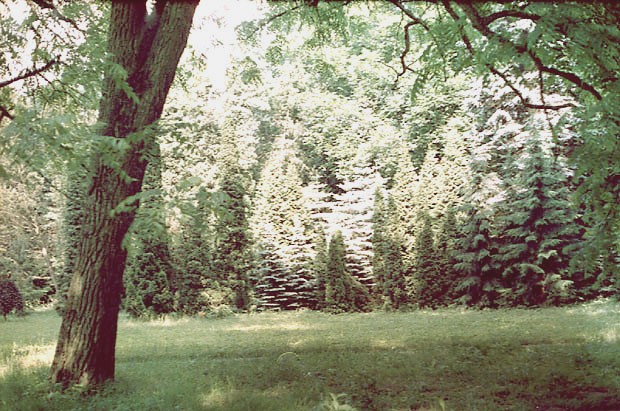 Fragment kolekcji iglaków